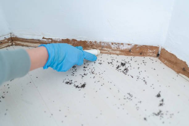 Best Local Pest Control Services  in Julian, CA